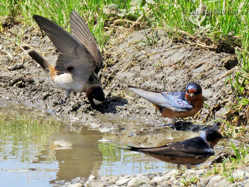 Cliff Swallow (Petrochelidon pyrrhonota pyrrhonota) & Barn Swallow (Hirundo rustica erythrogaster)