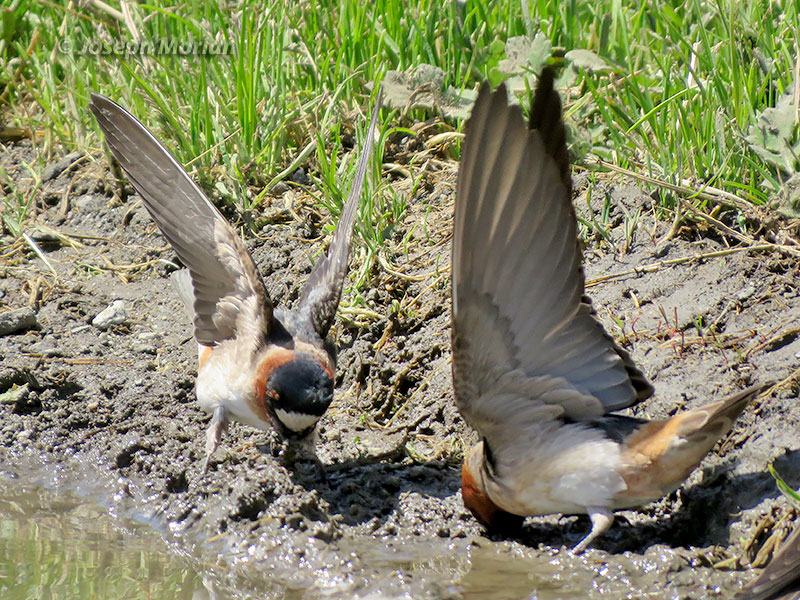 Cliff Swallow (Petrochelidon pyrrhonota pyrrhonota)