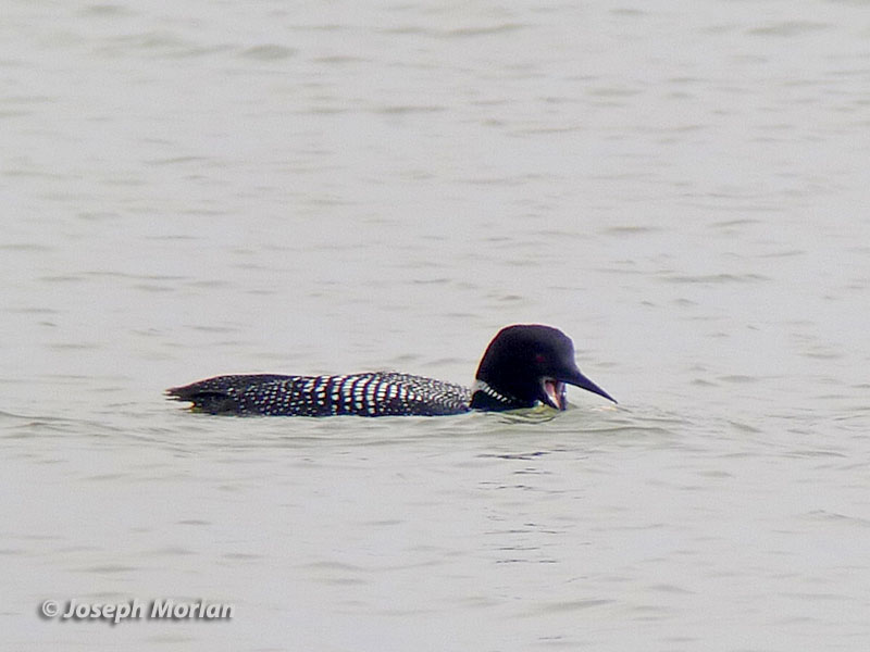 Common Loon (Gavia immer) 