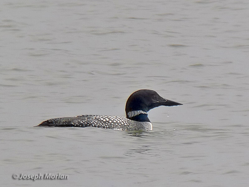 Common Loon (Gavia immer) 
