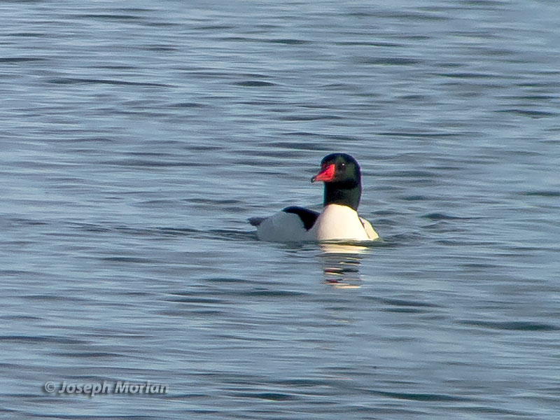 Common Merganser (Mergus merganser americanus) 