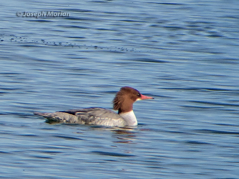 Common Merganser (Mergus merganser americanus) 
