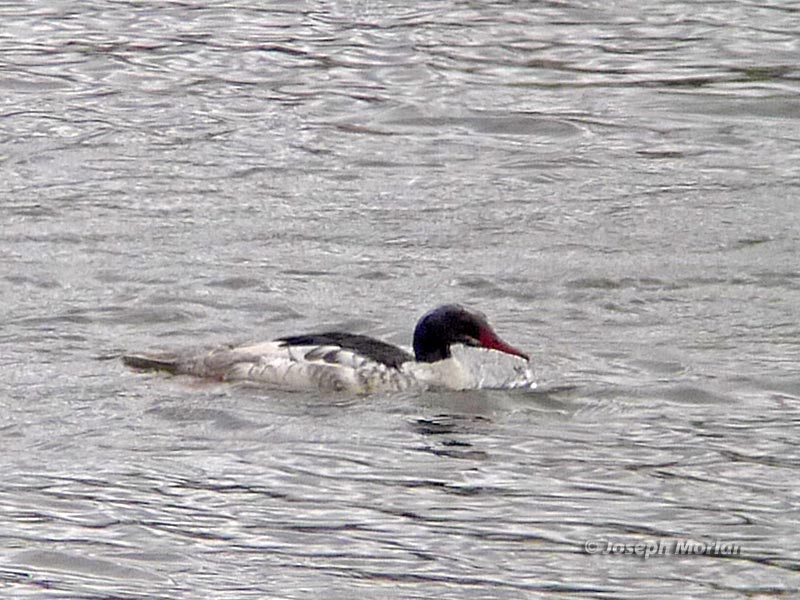 Common Merganser (Mergus merganser americanus) 