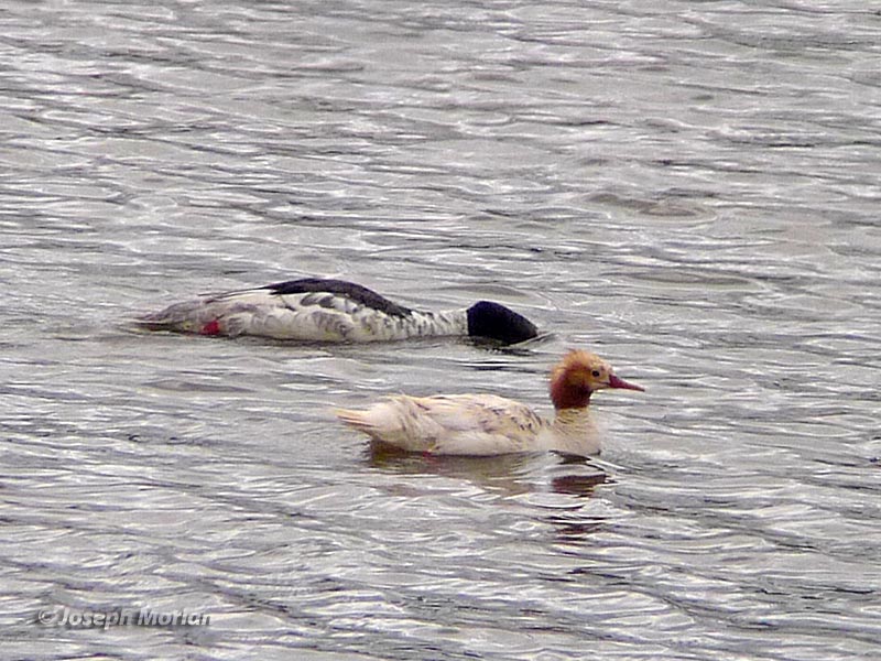 Common Merganser (Mergus merganser americanus) 