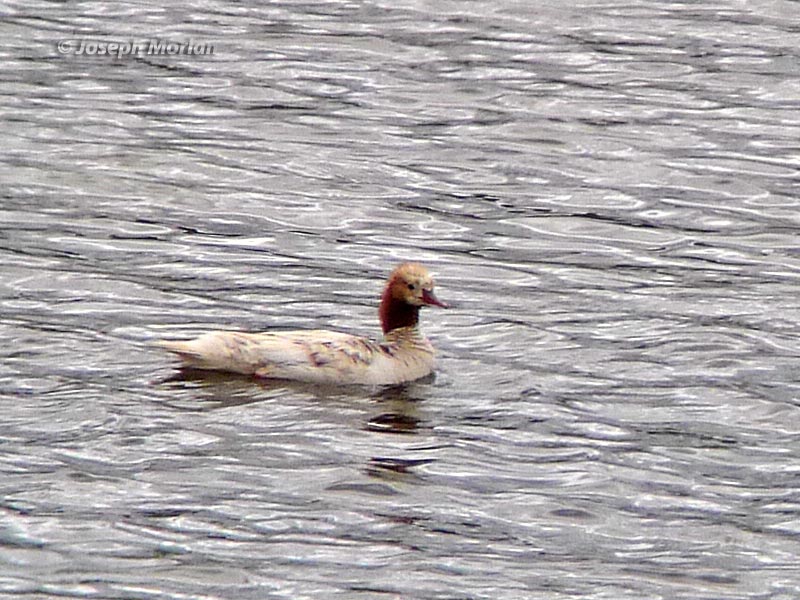 Common Merganser (Mergus merganser americanus) 