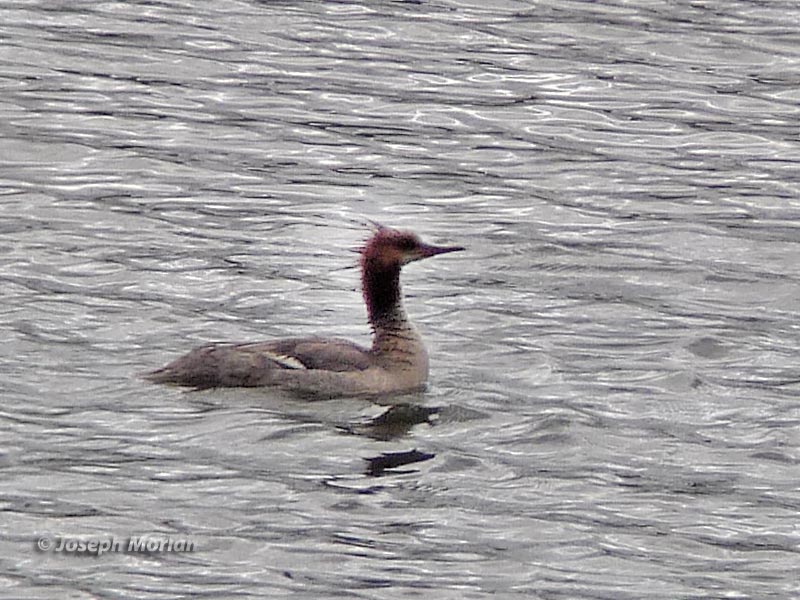 Common Merganser (Mergus merganser americanus) 