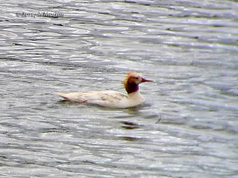 Common Merganser (Mergus merganser americanus) 