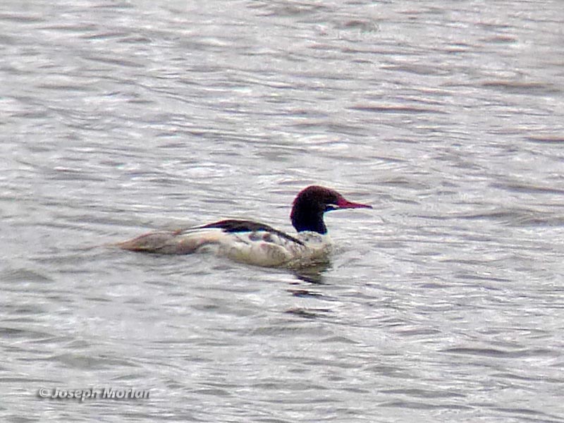 Common Merganser (Mergus merganser americanus) 