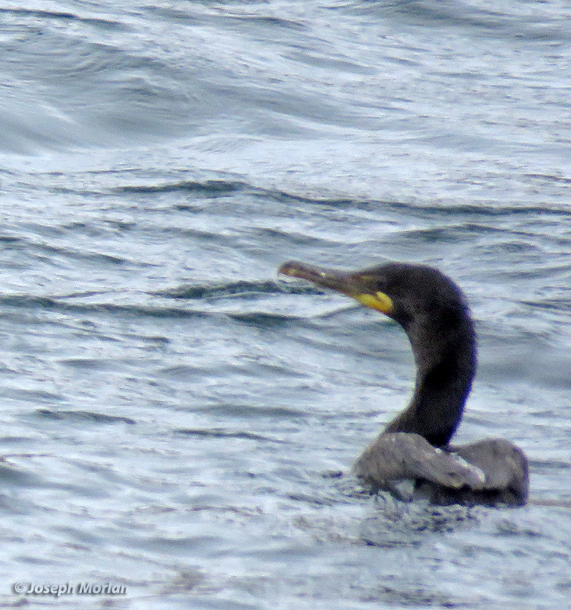Cormorant Sp. (Phalacrocorax sp.)