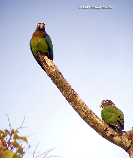 Brown-hoodedParrotP1040679