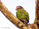 Brown-hoodedParrotP1040679a