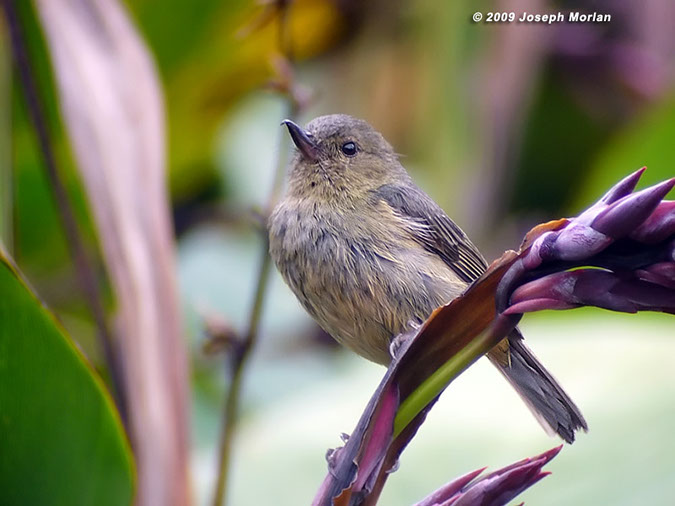 SlatyFlowerpiercerP1040946