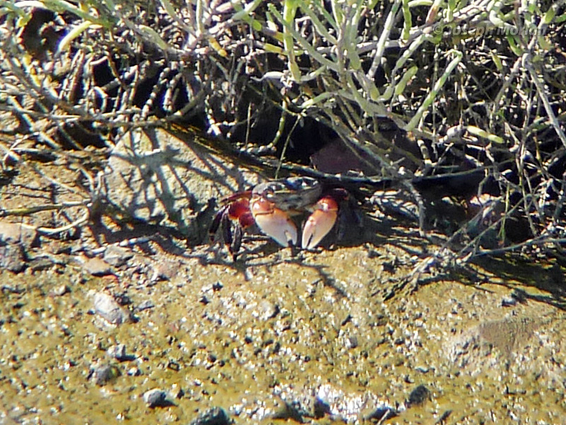 Lined Shore Crab (Pachygrapsus crassipes)