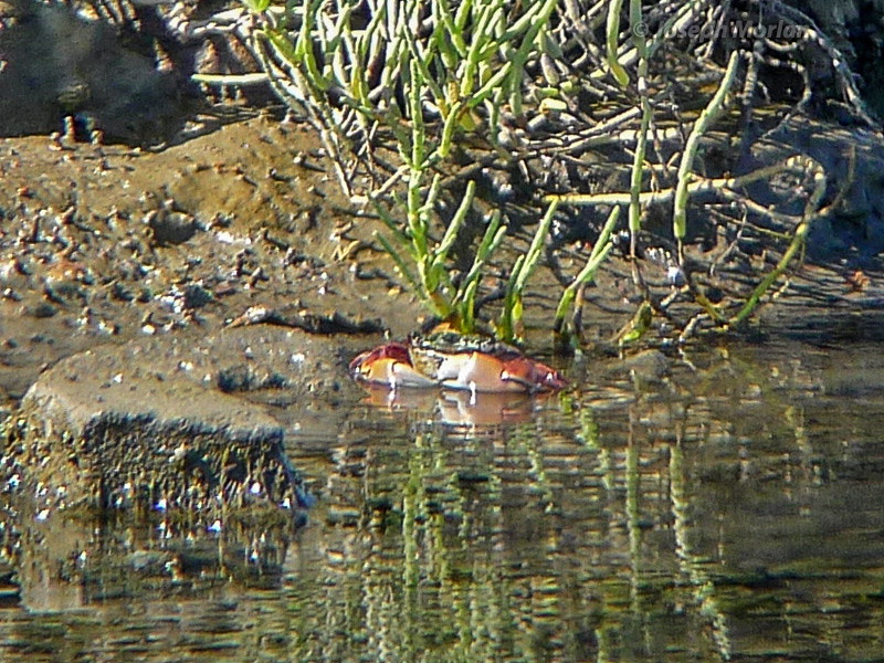 Lined Shore Crab (Pachygrapsus crassipes)