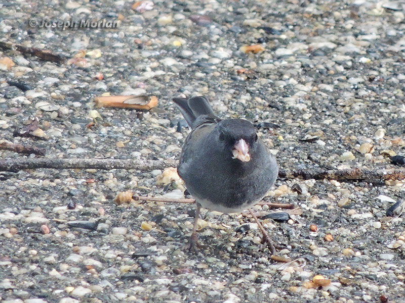 Dark-eyed Junco (Junco hyemalis) 