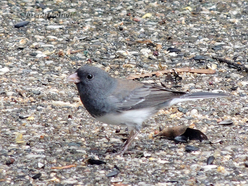 Dark-eyed Junco (Junco hyemalis) 