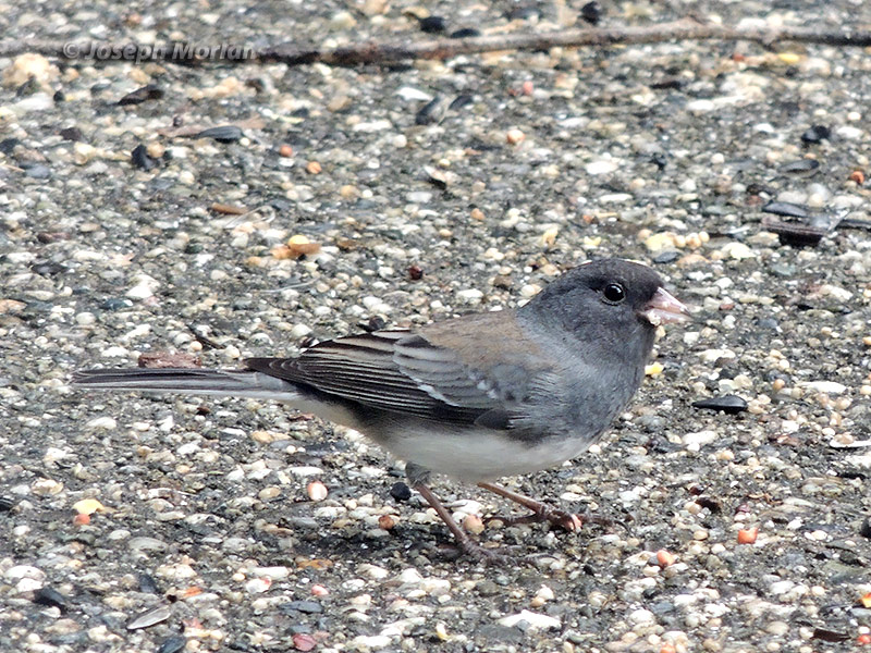 Dark-eyed Junco (Junco hyemalis)