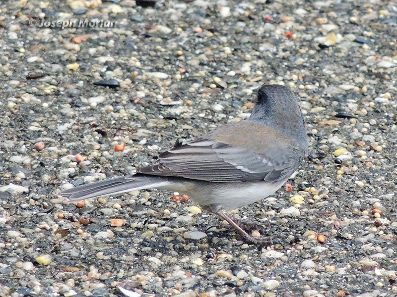 Dark-eyed Junco (Junco hyemalis)