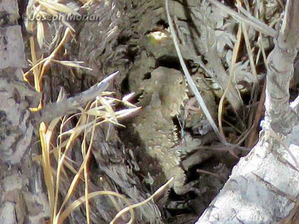 Blainville's Horned Lizard  (Phrynosoma blainvillii)