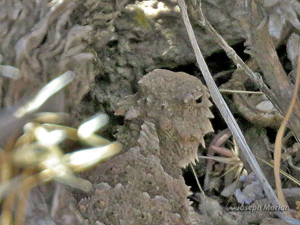 Blainville's Horned Lizard  (Phrynosoma blainvillii)