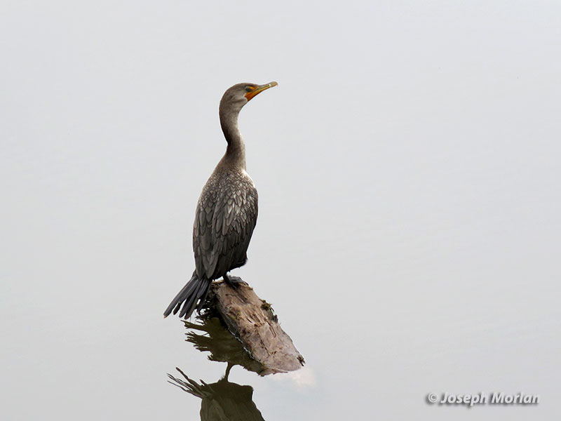 Double-crested Cormorant (Phalacrocorax auritus albociliatus)