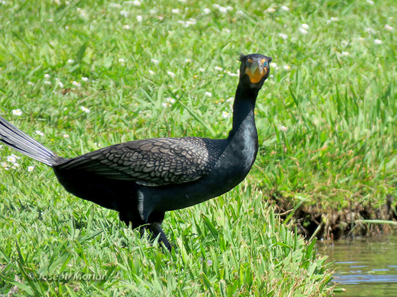 Double-crested Cormorant (Phalacrocorax auritus albociliatus) 