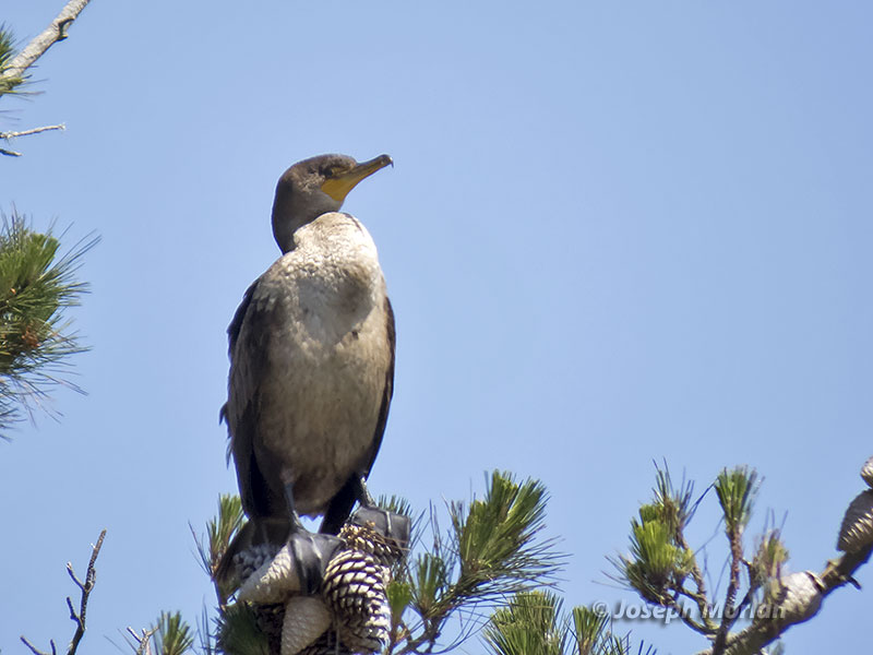 Double-crested Cormorant (Phalacrocorax auritus albociliatus) 