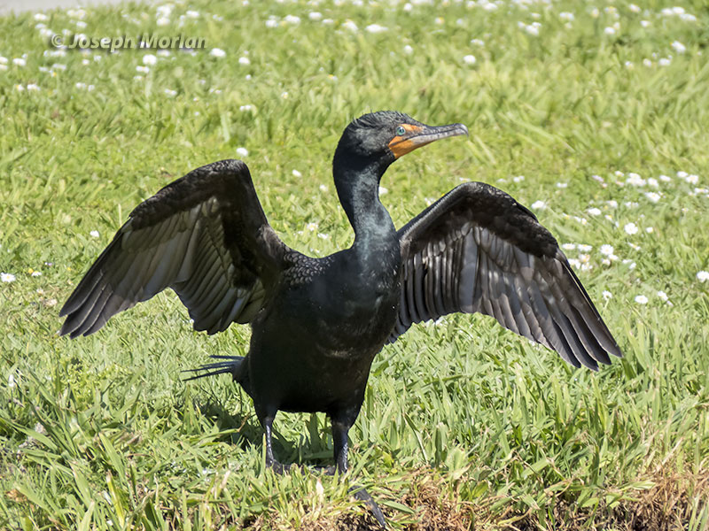 Double-crested Cormorant (Phalacrocorax auritus albociliatus) 