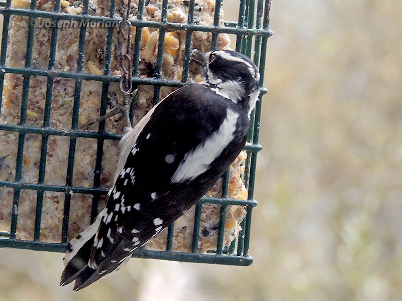 Downy Woodpecker (Dryobates pubescens turati) 