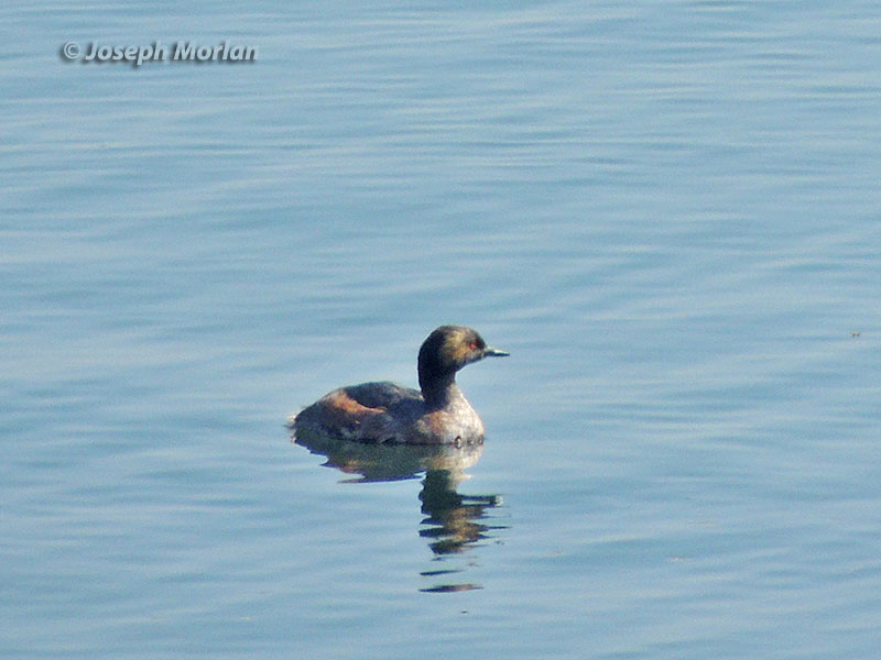 Eared Grebe (Podiceps nigricollis californicus)
