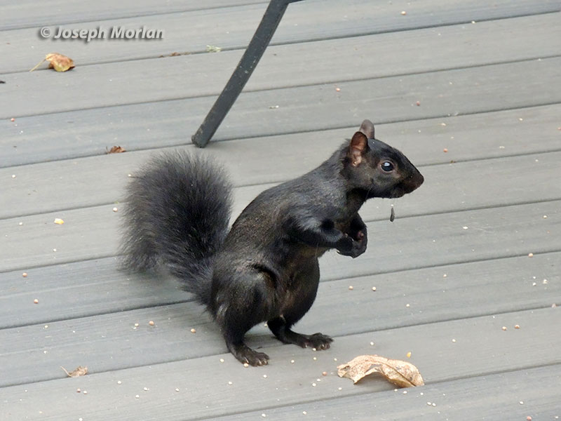 Eastern Gray Squirrel (Sciurus carolinensis)