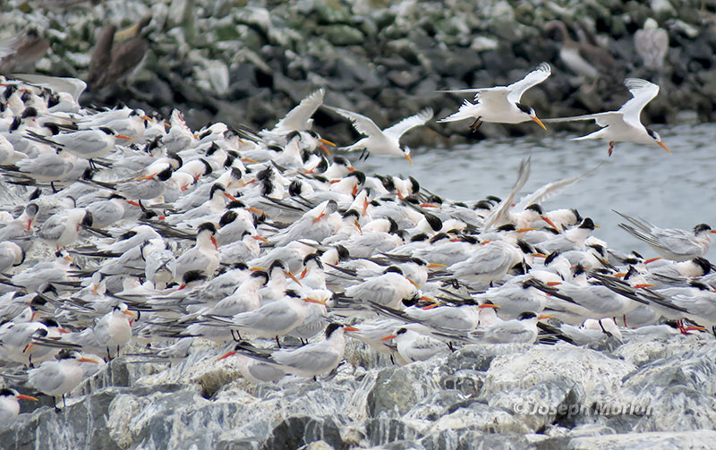 Elegant Tern (Thalasseus elegans)
