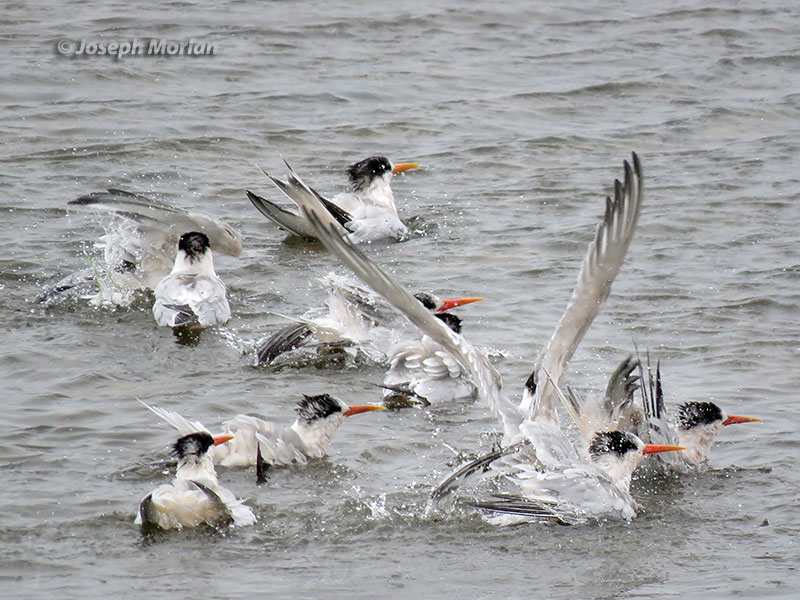 Elegant Tern (Thalasseus elegans)