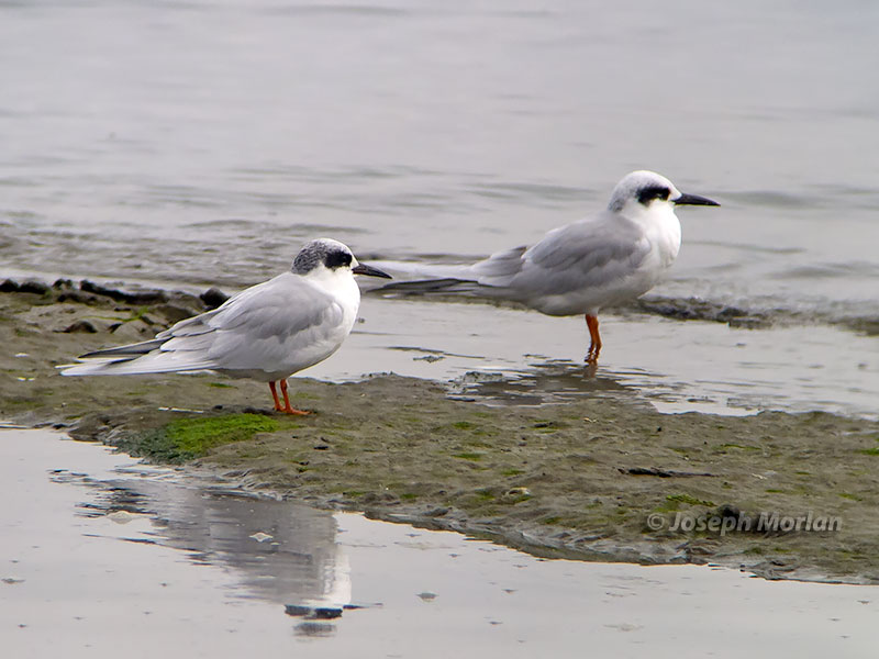 Forster's Tern (Sterna forsteri) 