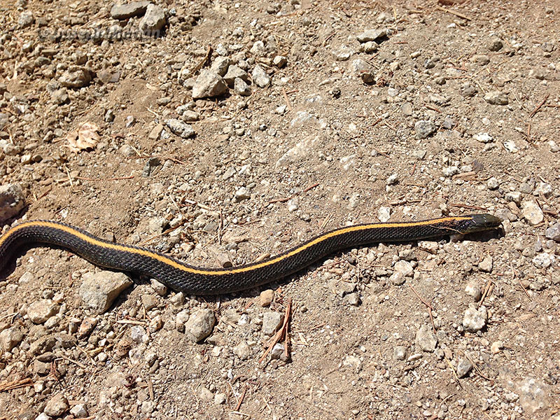 Santa Cruz Garter Snake (Thamnophis atratus atratus)