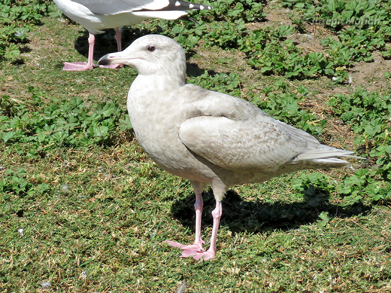 Glaucous Gull (Larus hyperboreus) 