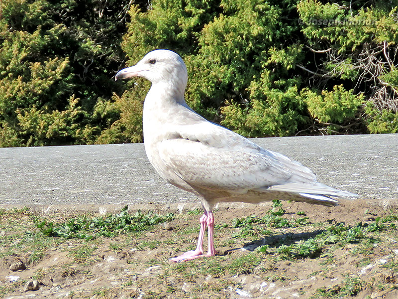 Glaucous Gull (Larus hyperboreus) 