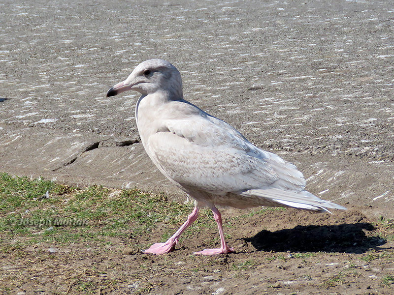 Glaucous Gull (Larus hyperboreus) 