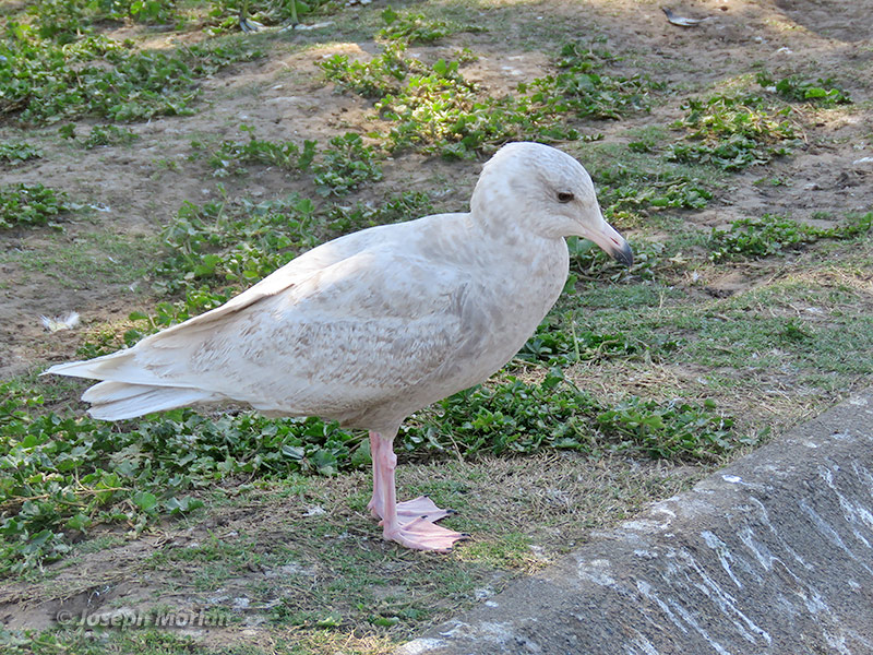 Glaucous Gull (Larus hyperboreus) 