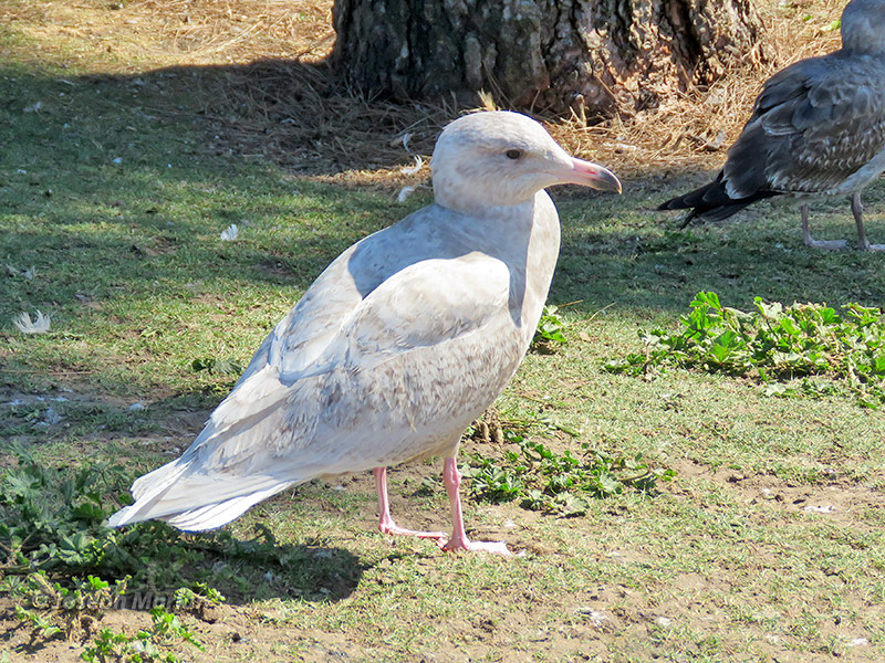 Glaucous Gull (Larus hyperboreus) 