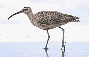 Mystery curlew