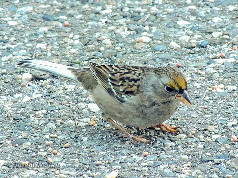 Golden-crowned Sparrow (Zonotrichia atricapilla)