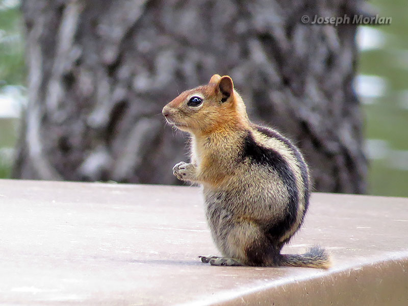 Golden-mantled Ground-Squirrel (Callospermophilus lateralis) 