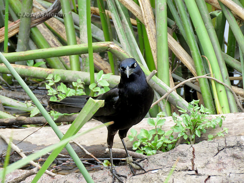 Great-tailed Grackle (Quiscalus mexicanus nelsoni)