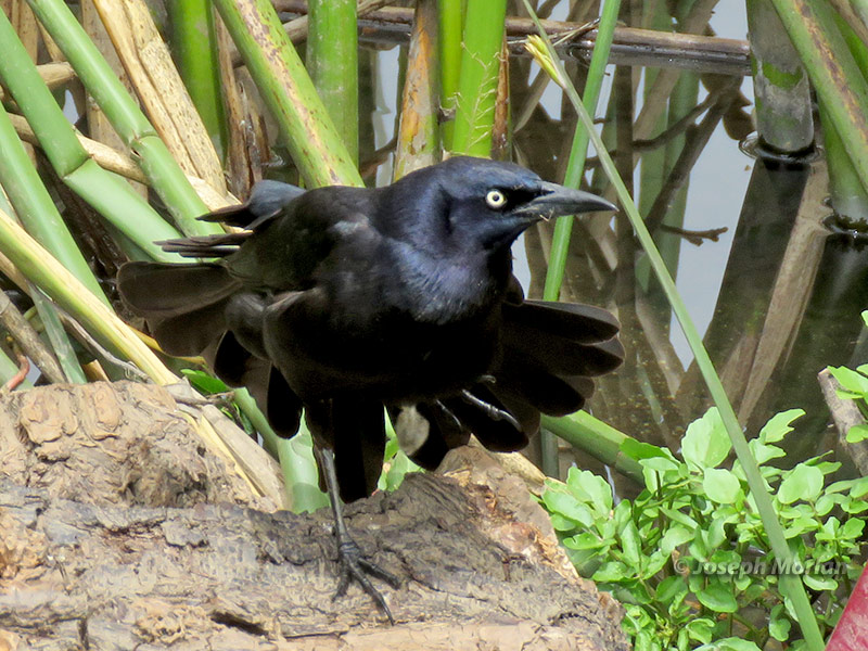 Great-tailed Grackle (Quiscalus mexicanus nelsoni)
