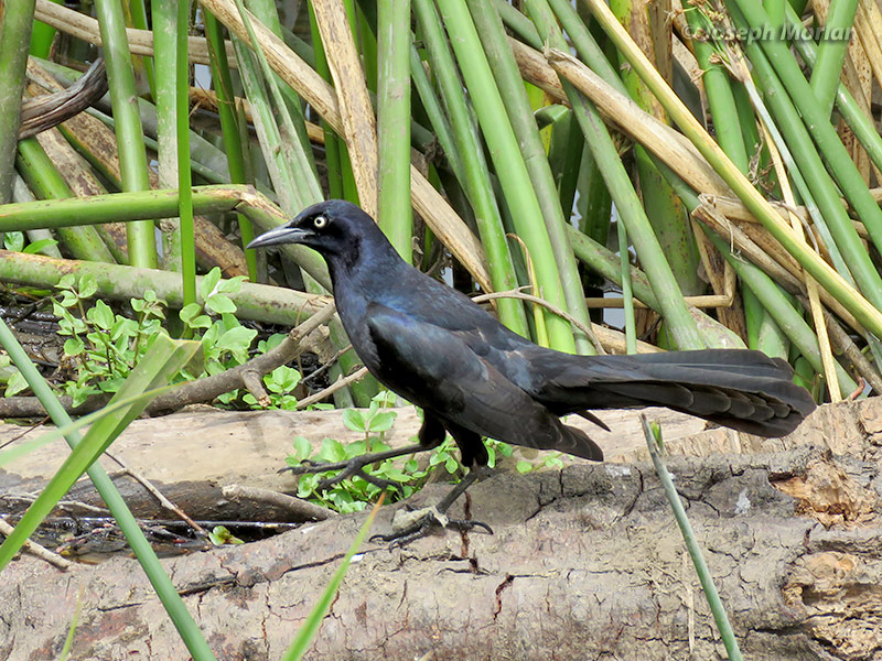 Great-tailed Grackle (Quiscalus Mexicanus Nelsoni)