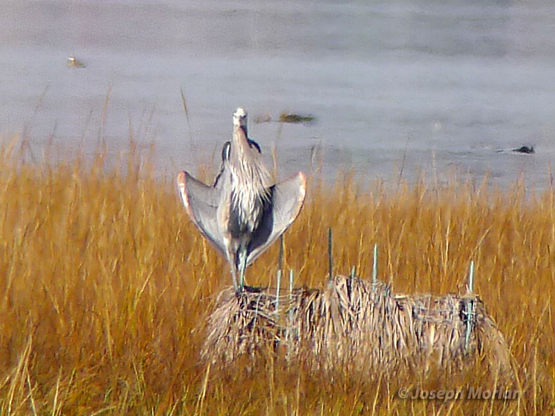 Great Blue Heron (Ardea herodias herodias)
