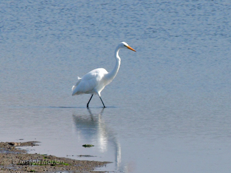 Great Egret (Ardea alba egretta) 