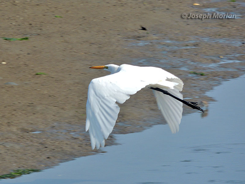  Great Egret (Ardea alba egretta) 