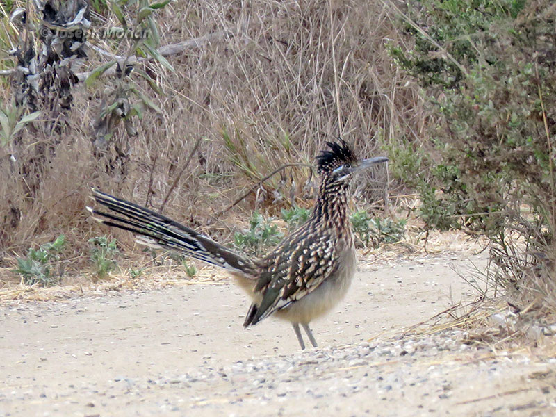 Greater Roadrunner (Geococcyx californianus) 